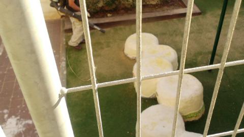 מטרד מפוחי העלים: המועצה פועלת בניגוד לחוק - חדשות בשוהם