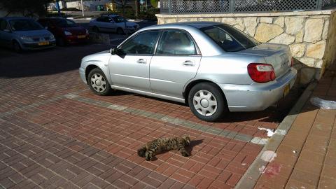המועצה הגישה תלונה למשטרה בנושא הרעלת חתולים - חדשות בשוהם