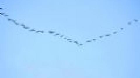 מחשבות נודדות - טורים אישיים בשוהם