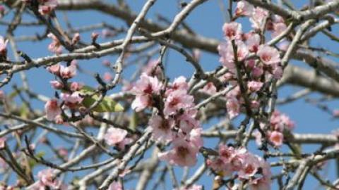 "השקדייה פורחת ולהיטלר יש קרחת" - טורים אישיים בשוהם