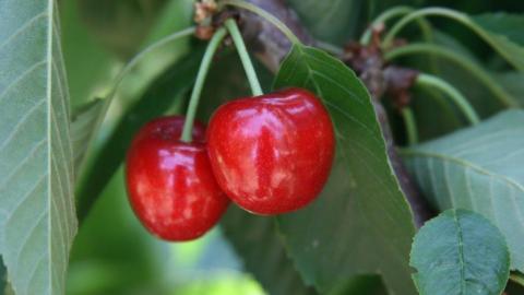 קטיף בבוסתן בראשית בעין זיוון – חוויה של חושי - טיולים ובילויים לכל המשפחה בשוהם