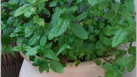 לגדל תבלינים בבית - טיולים ובילויים לכל המשפחה בשוהם