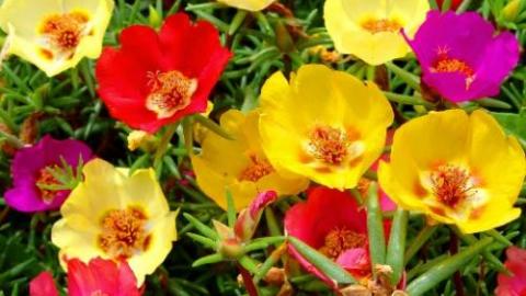 דבר אליי בפרחים - טיולים ובילויים לכל המשפחה בשוהם