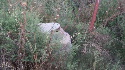 מכת יתושים בחסות המעוצה האיזורית - חדשות בשוהם