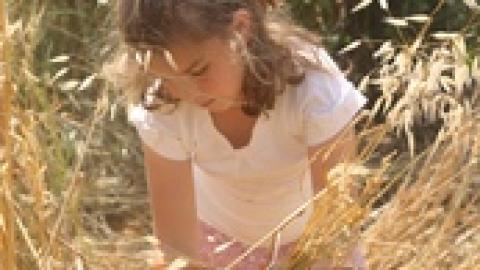 פסטיבל שבועות - חגיגה בלבן בחבל מודיעין - טיולים ובילויים לכל המשפחה בשוהם