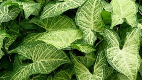 צמחי בית - טיולים ובילויים לכל המשפחה בשוהם