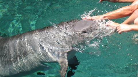 חופשה ללא תשלום , בקיצור חל"ת - טורים מקצועיים בשוהם