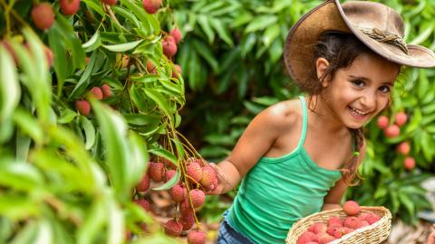 לקטוף, לאכול לחייך ולהתאהב.... - טיולים ובילויים לכל המשפחה בשוהם