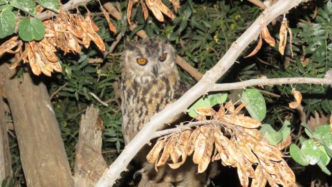 לילה מטורף בגן החיות - טיולים ובילויים לכל המשפחה בשוהם