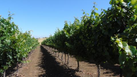 ט"ו באב ביקב בזלת הגולן - טיולים ובילויים לכל המשפחה בשוהם