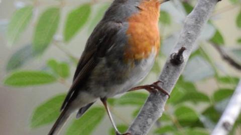 יום עיון “שפת הציפורים” בפארק נאות קדומים - טיולים ובילויים לכל המשפחה בשוהם