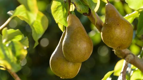 עונת האגסים, מתכוני אגסים - מתכונים ובישול  בשוהם