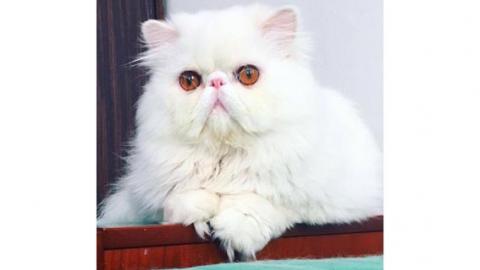 תערוכת החתולים בסביון - טיולים ובילויים לכל המשפחה בשוהם