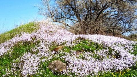 מטיילים בנחל קצרין בעקבות פריחת כרמליות נאות - טיולים ובילויים לכל המשפחה בשוהם