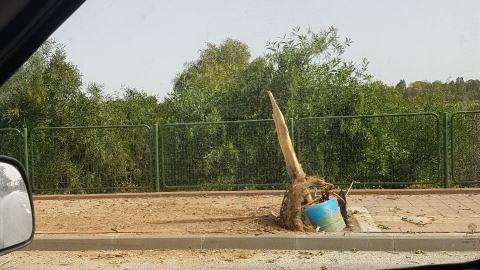 רכב פגע בעץ בכניסה הדרומית - חדשות בשוהם