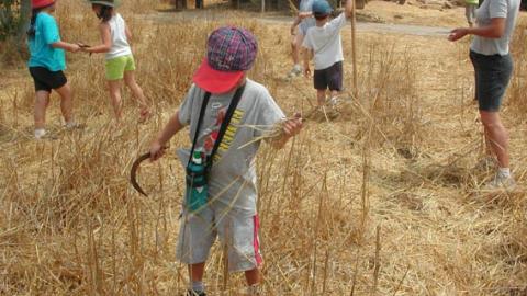 אירועי שבועות ברחבי הארץ - טיולים ובילויים לכל המשפחה בשוהם