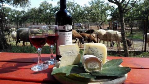 גבינות של אהבה - כתבות מגזין  בשוהם