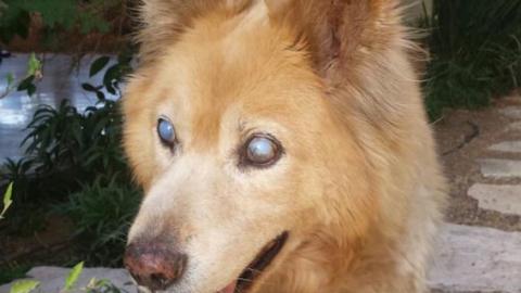 זאביק - טורים אישיים בשוהם