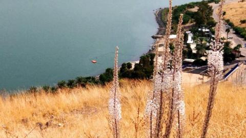 מסלול בעקבות פריחת החצבים ומעיינות חמים בשביל סובב כנרת - טיולים ובילויים לכל המשפחה בשוהם