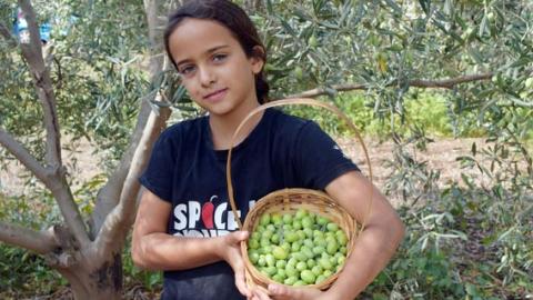 סיור מודרך בשדות - סוד קסמו של עץ הזית - טיולים ובילויים לכל המשפחה בשוהם
