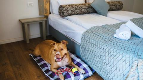 ידידו הטוב ביותר של האדם - גם בחופשה - טיולים ובילויים לכל המשפחה בשוהם