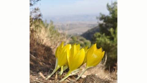 פריחת “מבשרי הגשם” - החלמוניות - טיולים ובילויים לכל המשפחה בשוהם
