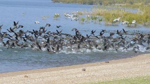 עונת הנדידה על שפת הכינרת - טיולים ובילויים לכל המשפחה בשוהם
