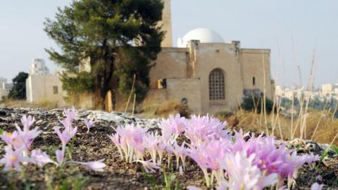 פריחת סתווניות בגבעת התנ”ך - טיולים ובילויים לכל המשפחה בשוהם