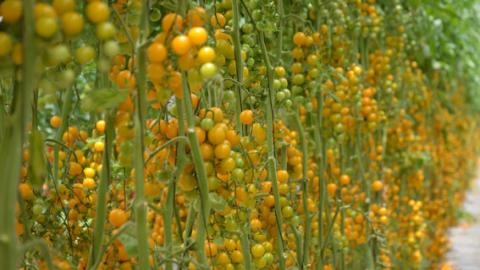 בקטיף עגבניות שרי כבר הייתם? - טיולים ובילויים לכל המשפחה בשוהם