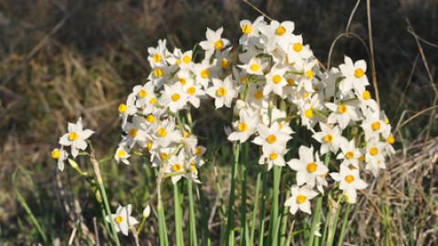 נאמני יער שוהם מזמינים אתכם לסיור מודרך ביער - חינוך  בשוהם