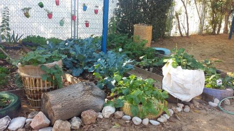 גינת ירקות החורף האורגנית בביה"ס שחף - חינוך  בשוהם