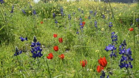 מסלול טיול רמות מנשה פריחה ונוף - טיולים ובילויים לכל המשפחה בשוהם