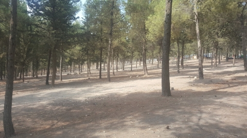 צופי שוהם - המחנה - חינוך  בשוהם