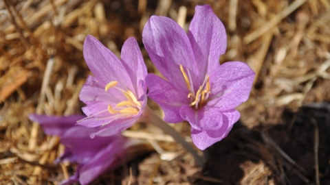 סתיו ישראלי - פריחת סתווניות התשבץ וחלמוניות בשמורת רכס בשנית בצפון רמת הגולן - טיולים ובילויים לכל המשפחה בשוהם