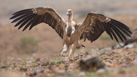 פסטיבל צלילים במדבר ה-21 - טיולים ובילויים לכל המשפחה בשוהם