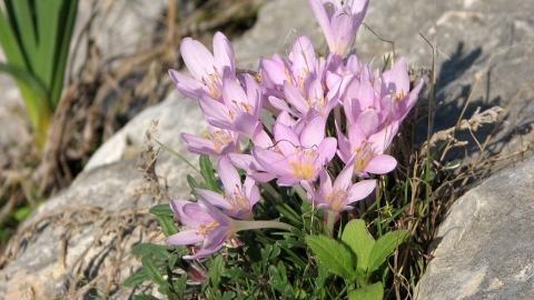 חנוכה פורח ביער שוהם ועוד אירועי החנוכה בשוהם - טיולים ובילויים לכל המשפחה בשוהם