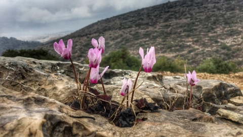 רקפות, חורשה ונוף - חורבת חנות, אזור - דרום הרי יהודה - טיולים ובילויים לכל המשפחה בשוהם