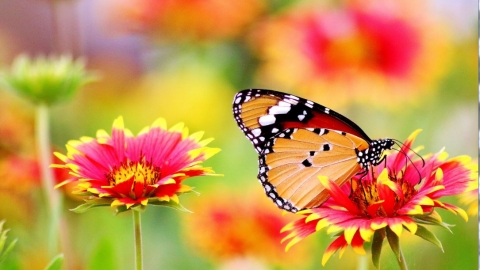 עיצוב אירוע בעזרת פרחים - עסקים בשוהם  וחבל מודיעין  בשוהם