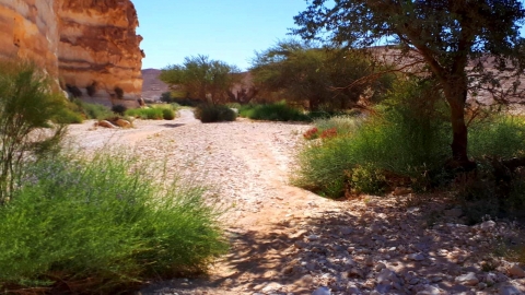 מועצה אזורית הערבה התיכונה – מסלולי טיול בעקבות הפריחה - טיולים ובילויים לכל המשפחה בשוהם