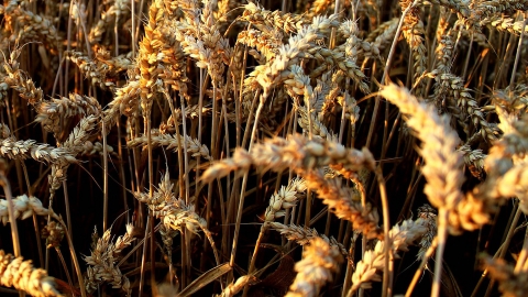 שבועות של תיקונים - טורים אישיים בשוהם