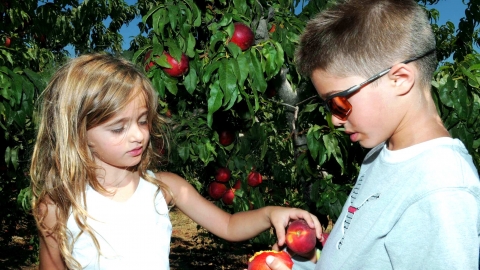קטיף עצמי של פירות יער ונקטרינות- בוסתן "בראשית" בעין זיוון - טיולים ובילויים לכל המשפחה בשוהם