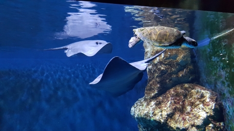 יולי ואוגוסט באקווריום ישראל, ירושלים - טיולים ובילויים לכל המשפחה בשוהם