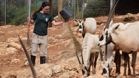בין ערביים בגן החיות - פעילויות קיץ בגן החיות התנ"כי בירושלים - טיולים ובילויים לכל המשפחה בשוהם