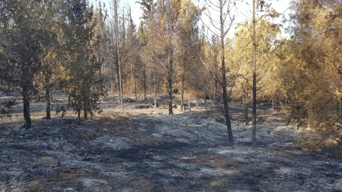  קק"ל מדווחת: נזקי השריפה ביער פארק שוהם - 70 דונם יער בוגר - חדשות בשוהם