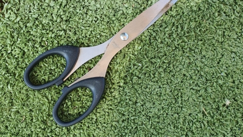 מי מתעלל בחתולי שוהם? - חדשות בשוהם