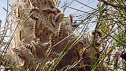 עדכון קק"ל ריסוס נגד תהלוכן האורן - חדשות בשוהם