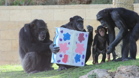 חגיגת חנוכה בגן החיות התנ"כי ובאקווריום ישראל בירושלים - טיולים ובילויים לכל המשפחה בשוהם
