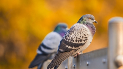 באילו מקרים כדאי להתקין רשת נגד יונים? - צרכנות  בשוהם