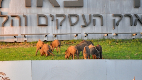 חיות בתוכנו - כתבות מגזין  בשוהם