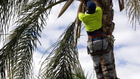 איך לשלם עבור כריתת עץ דקל מחיר סביר? - כלכלת המשפחה  בשוהם